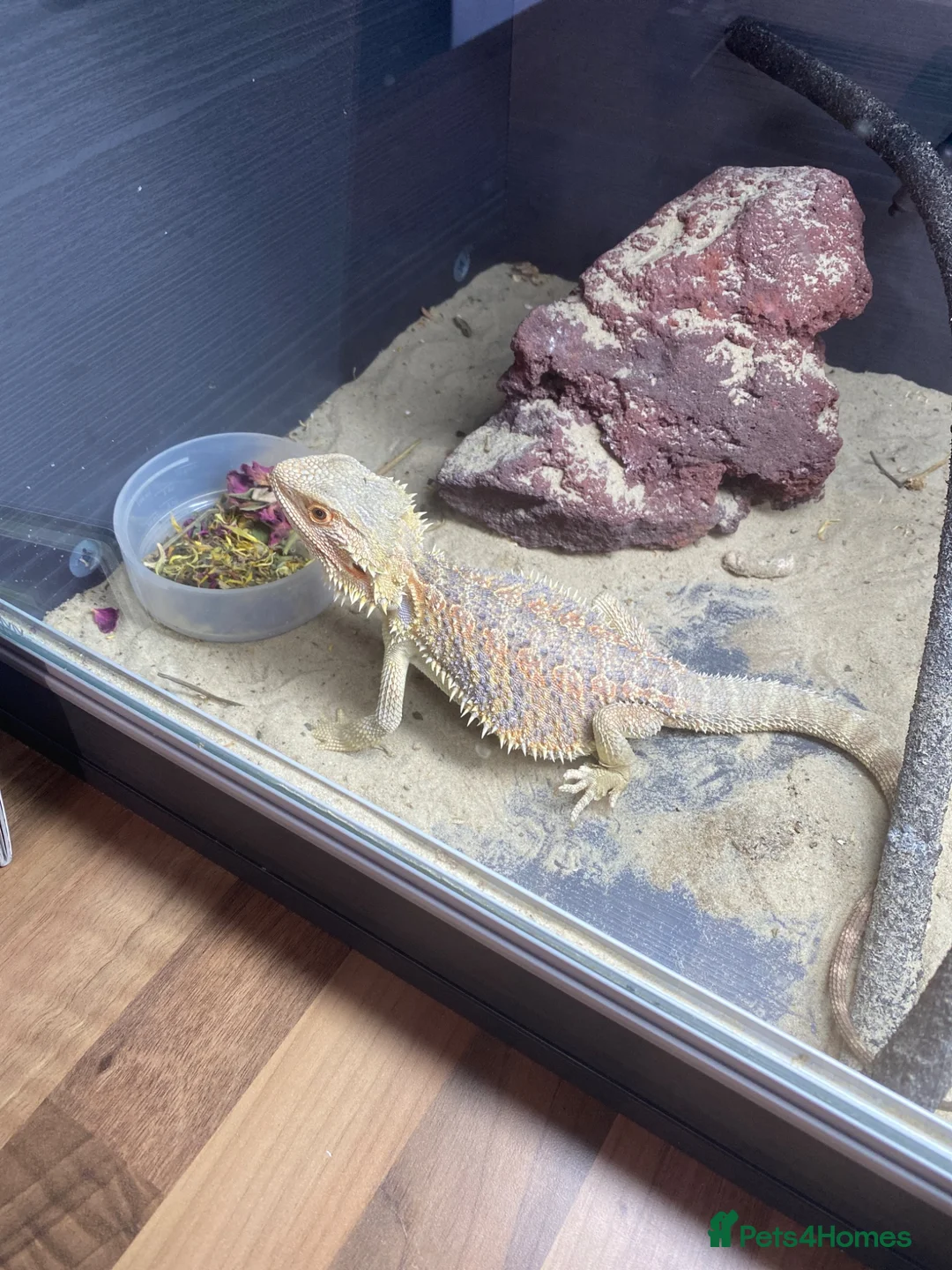 Bearded Dragon reptiles for sale: Bearded dragon  in Wallasey - Advert 3
