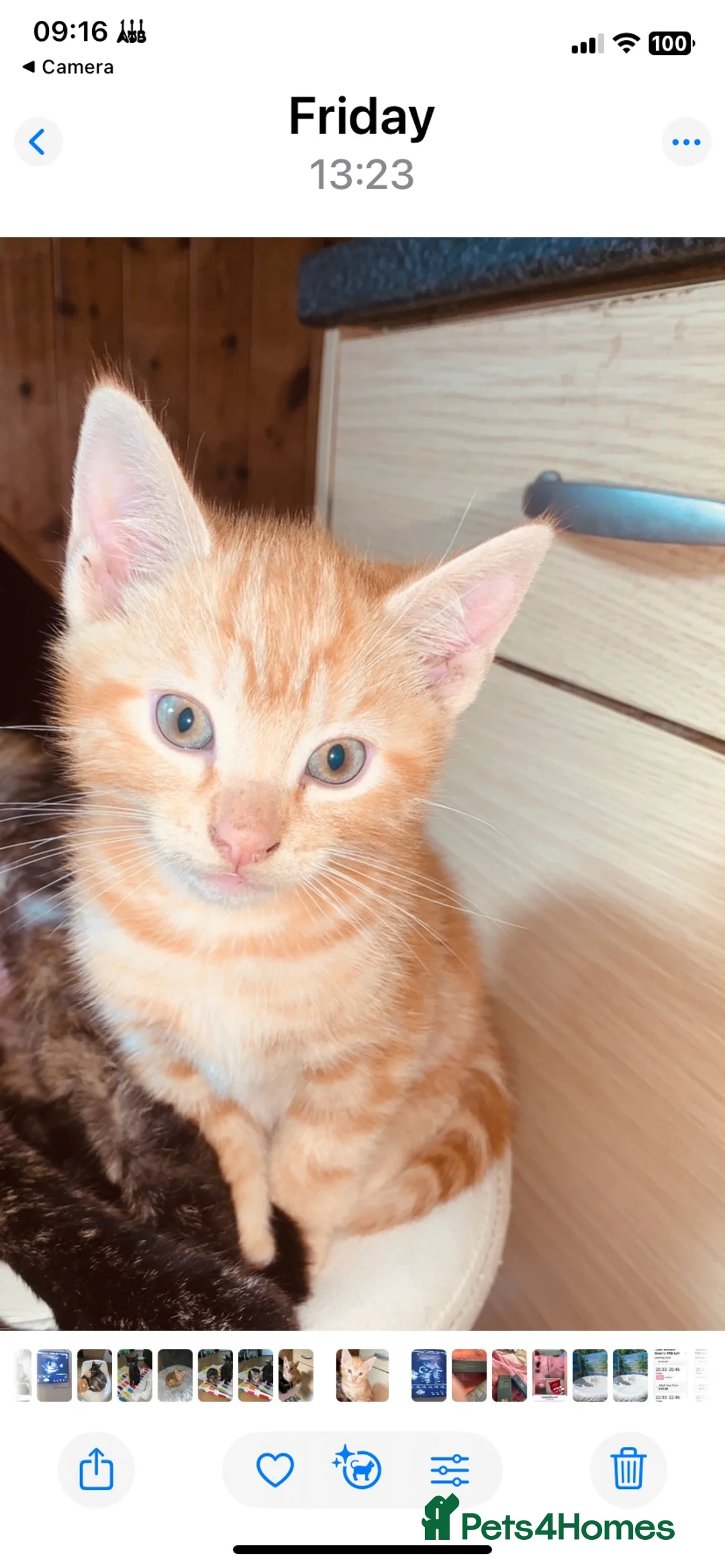 British Shorthair cats for sale: Kittens for sale - Advert 10
