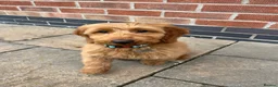 Cockapoo dogs for stud: Woody - Red F1 Cockapoo Available for Stud - Advert 18