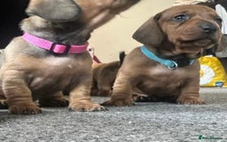 Miniature Dachshund dogs for sale: Beautiful dachshund puppy’s  - Image 9