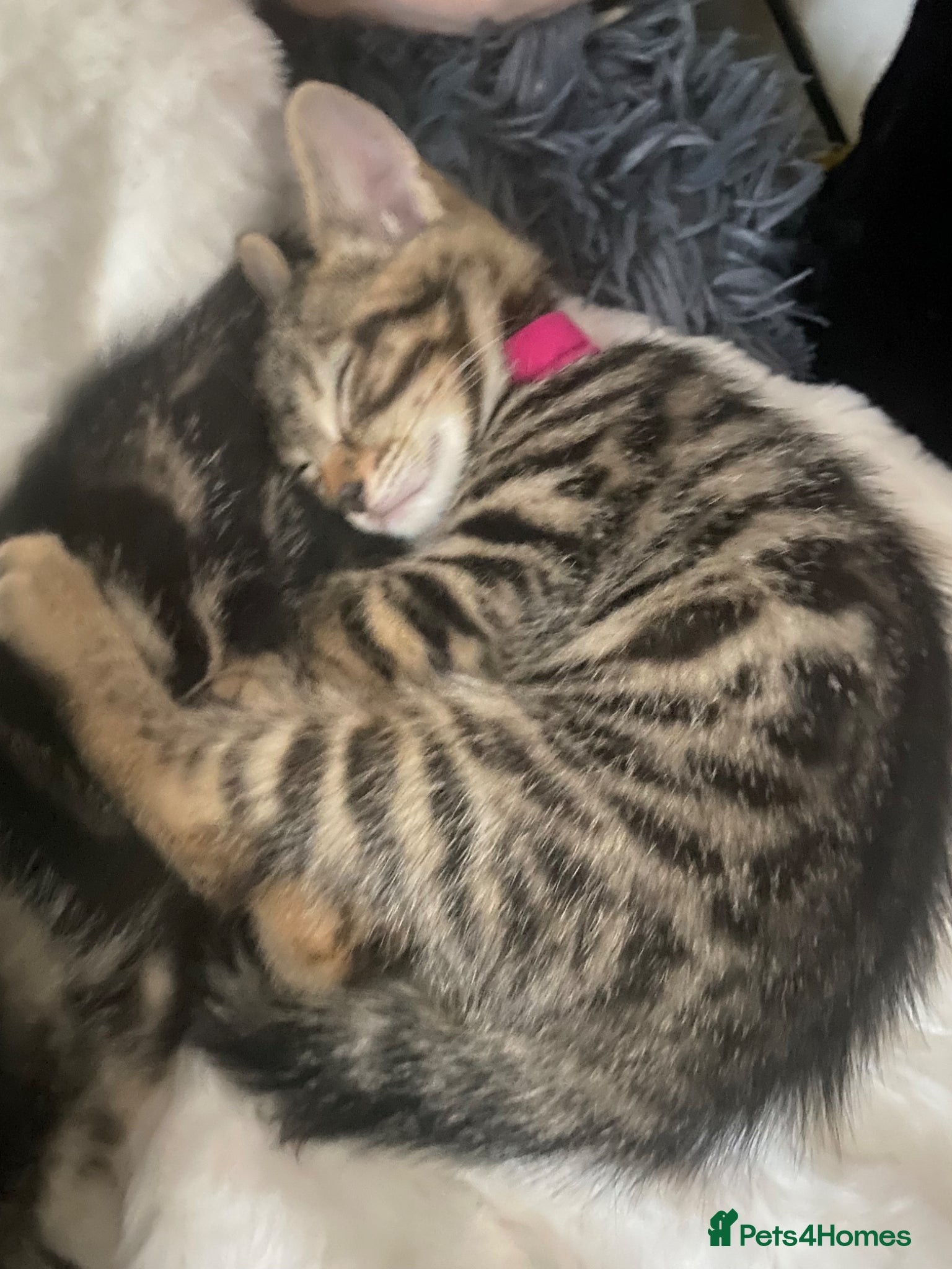 Bengal cats Bengal  - Advert 2