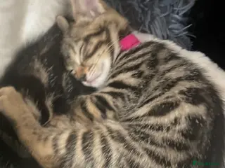 Bengal cats Bengal - Advert 2