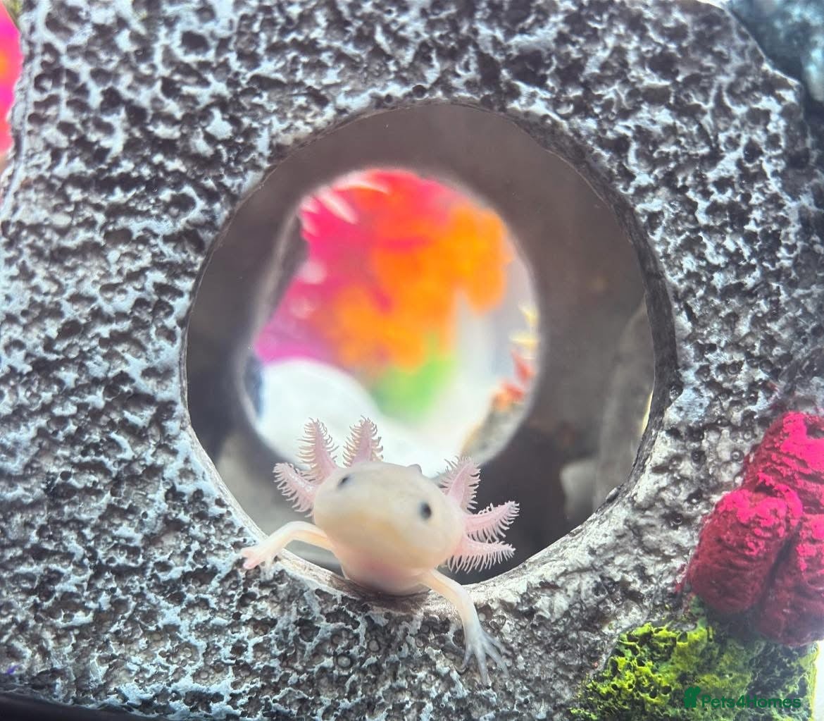 Axolotl reptiles Baby Axolotls  - Advert 11