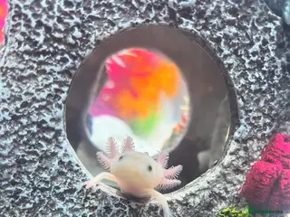 Axolotl reptiles Baby Axolotls - Advert 1