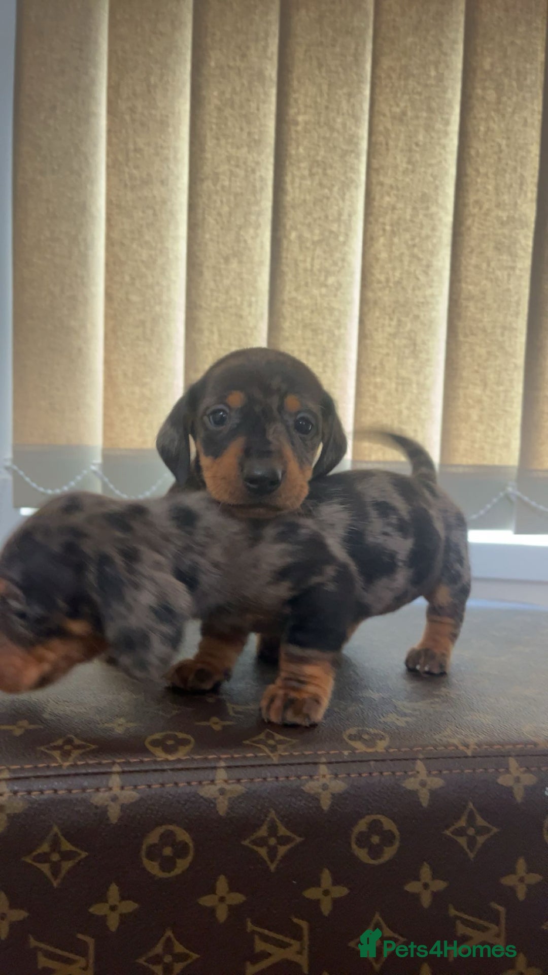 Miniature Dachshund dogs for sale: Miniature dachshund puppies - Advert 18