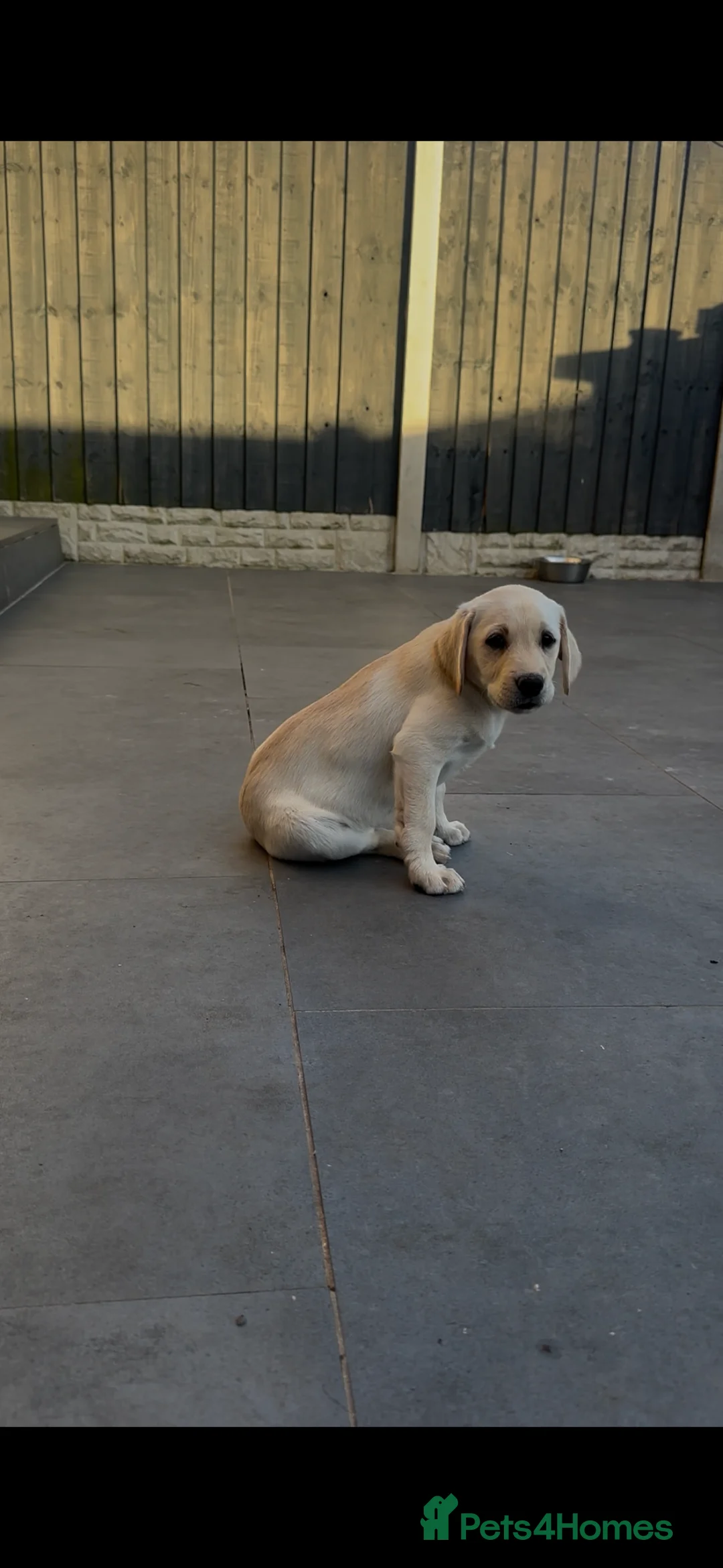 Labrador Retriever dogs for sale: Working Labs  - Advert 2