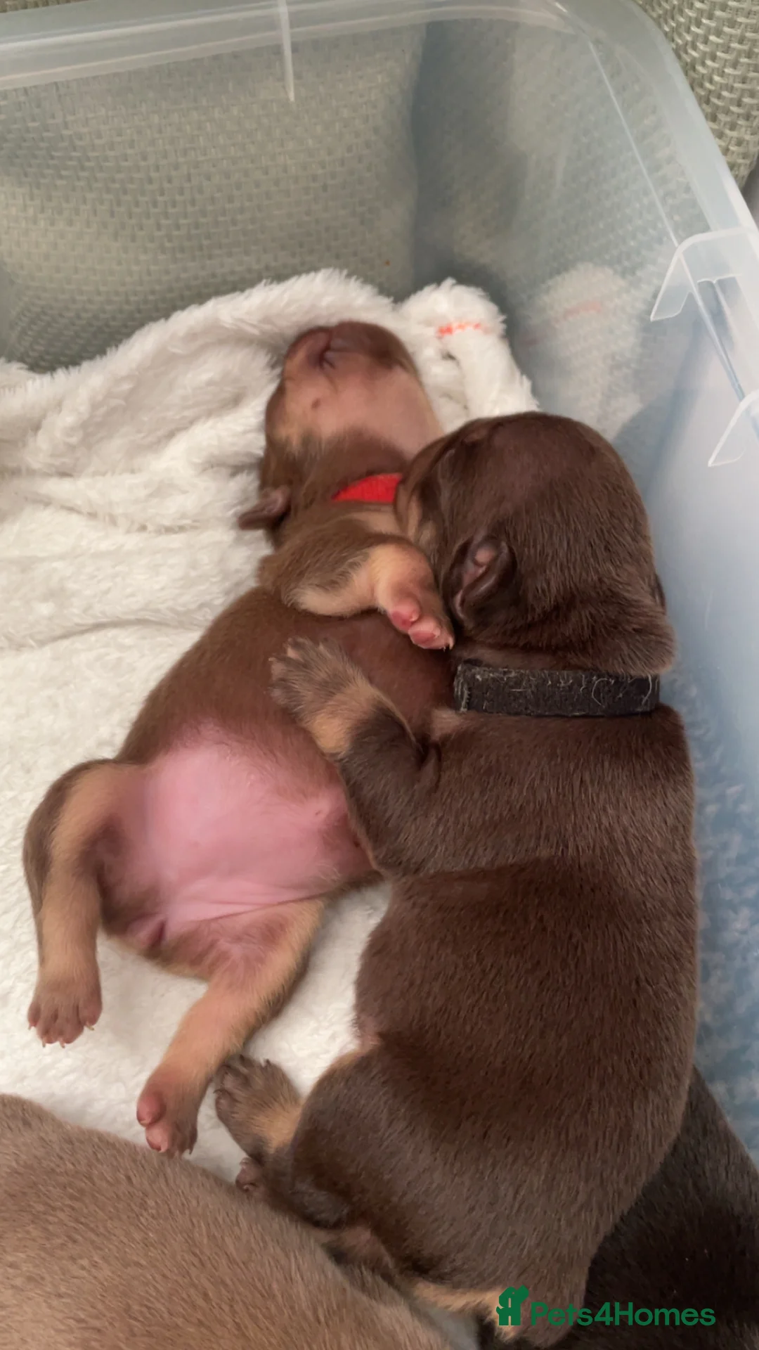 French Bulldog dogs for sale: Frenchies in Chocolate & Tan and Rojo - Advert 16