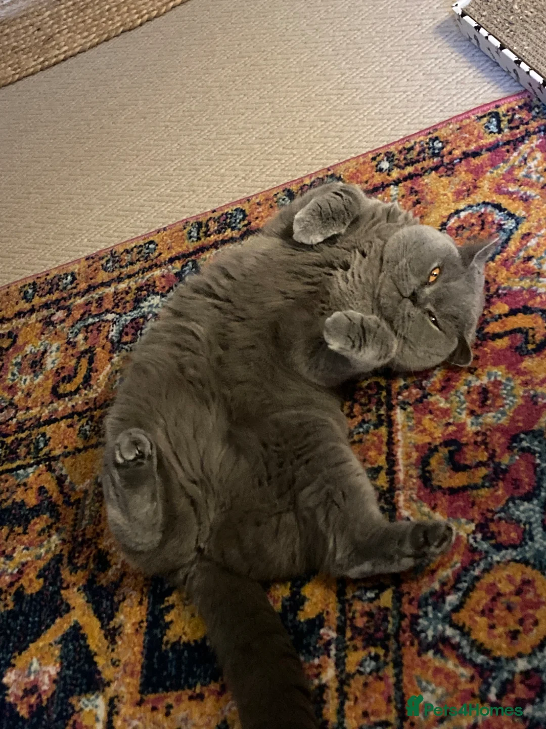 British Shorthair cats for sale: GCCF British Shorthair  - Advert 2