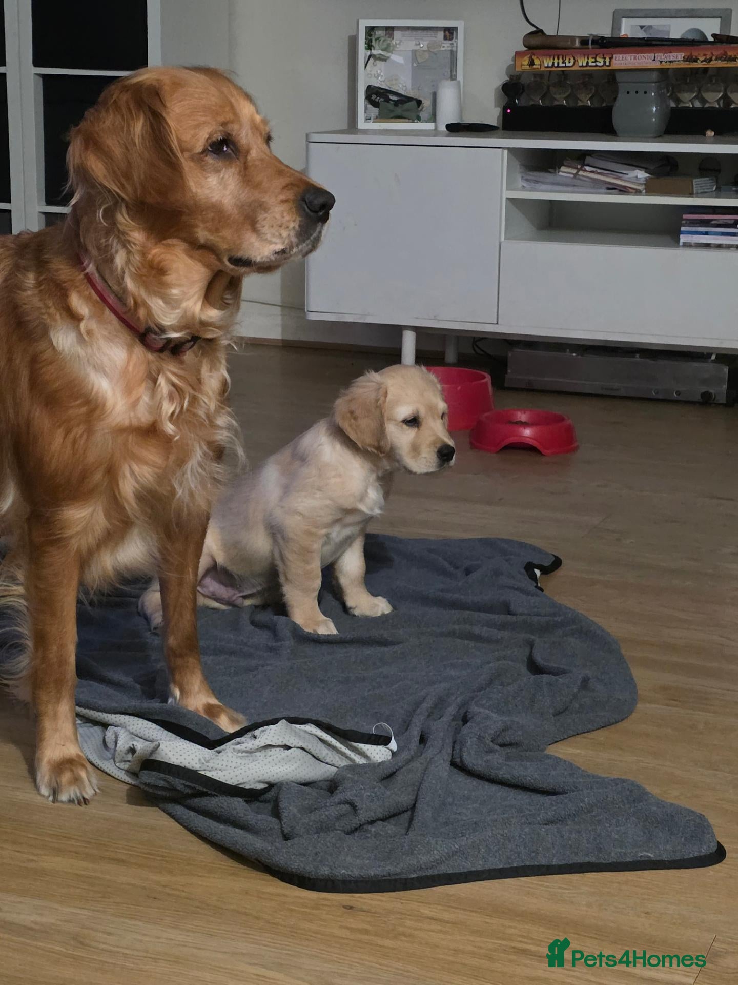 Golden Retriever dogs Last little KC Registered boy left! ❤️ - Advert 1