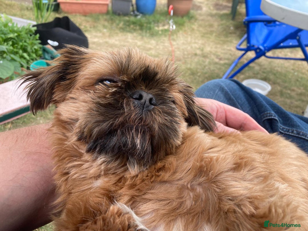 Shih Tzu dogs for sale: Sweet natured miniature female Shitzu  - Advert 5