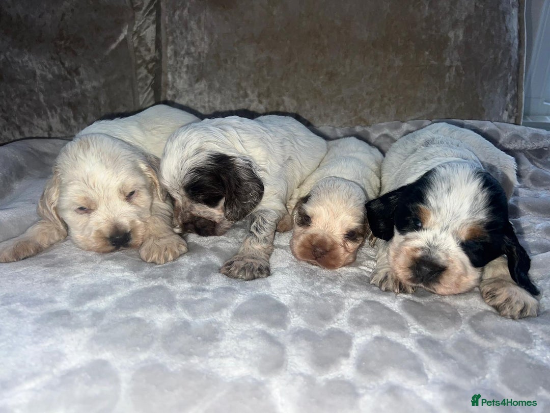 Cocker Spaniel dogs for sale: Kc registered show cocker spaniels  - Advert 15