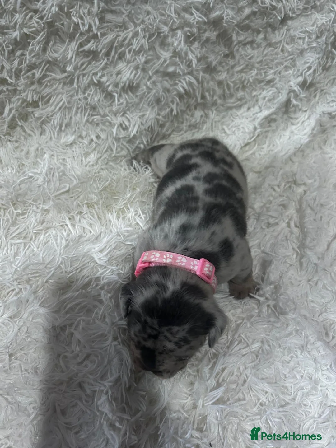 French Bulldog dogs for sale: French Bulldog puppies  - Advert 10