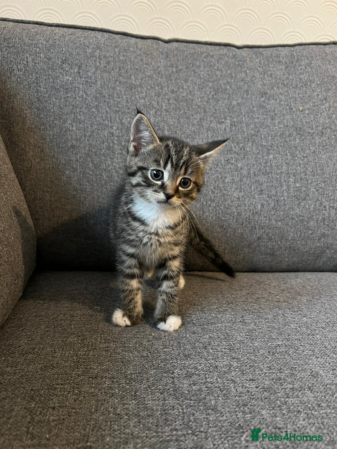 Maine Coon cats for sale: Little Half Main Coons - Advert 6