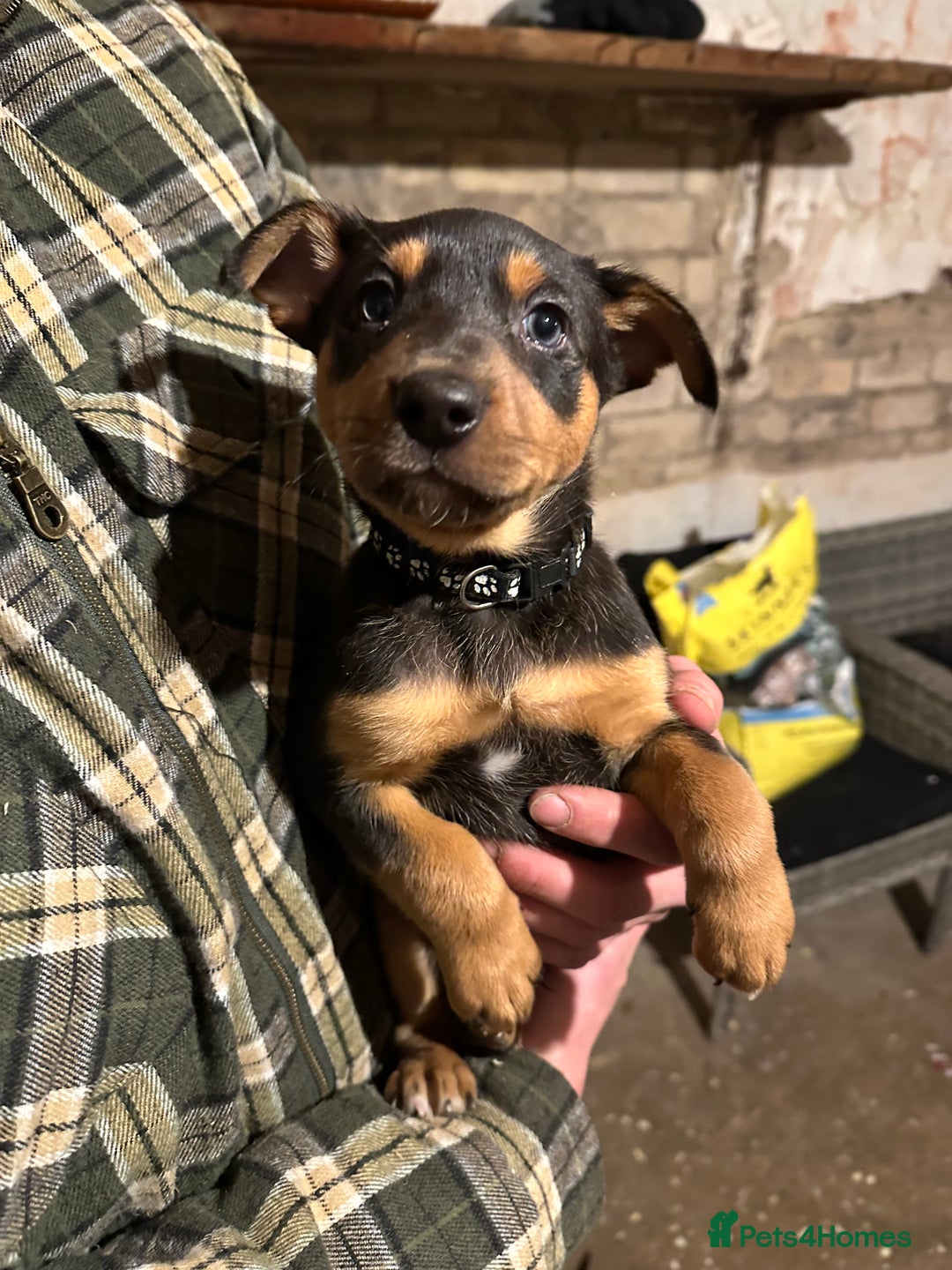 Australian Kelpie dogs for sale: Australian Kelpie Puppies - Advert 3