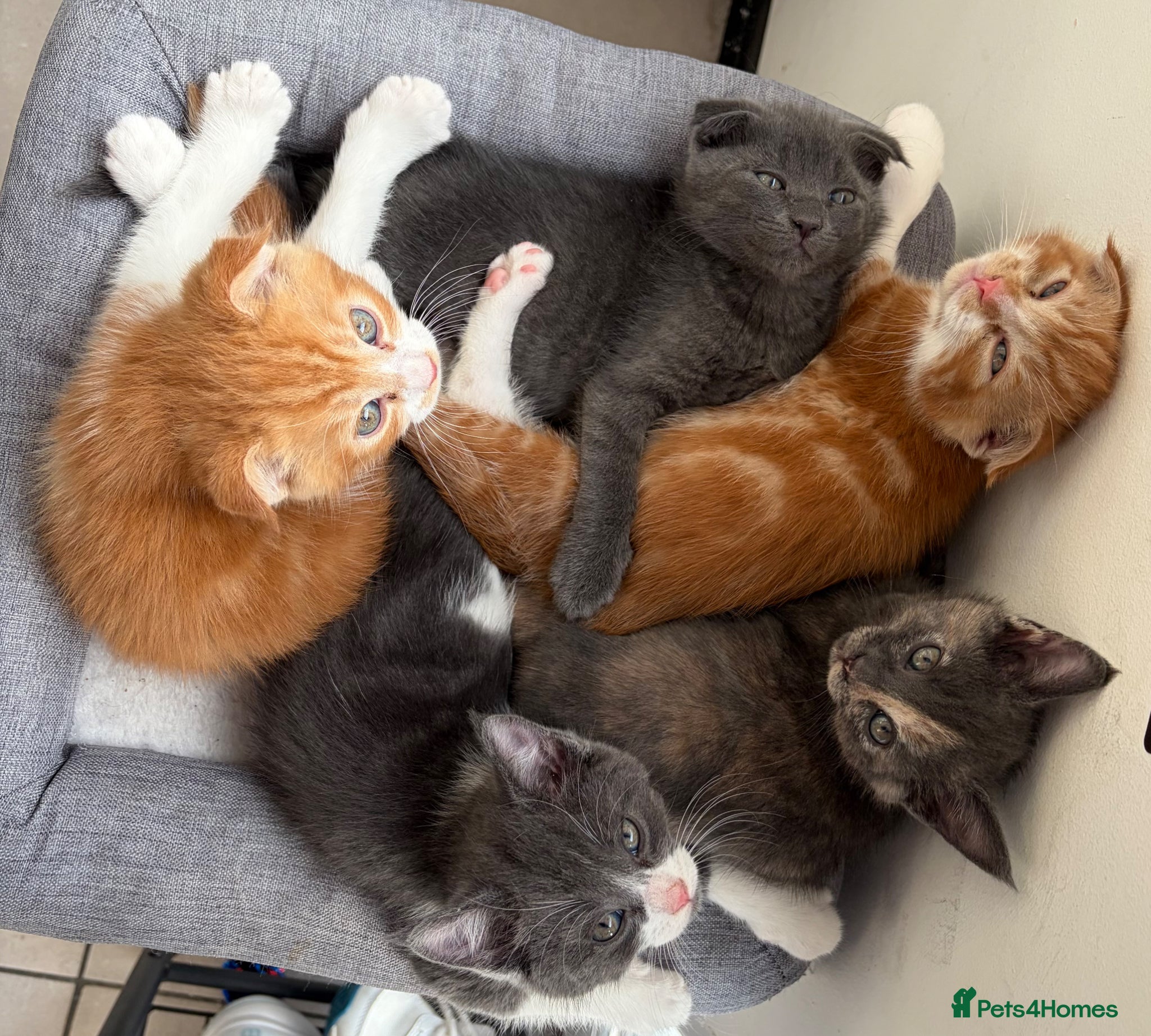 Scottish Fold cats 😻 5 Scottish Fold Kittens 🐾 - Advert 1