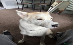 Mixed Breed dogs for sale: 2 year old Husky and 3 year old springer spaniel - Image 2
