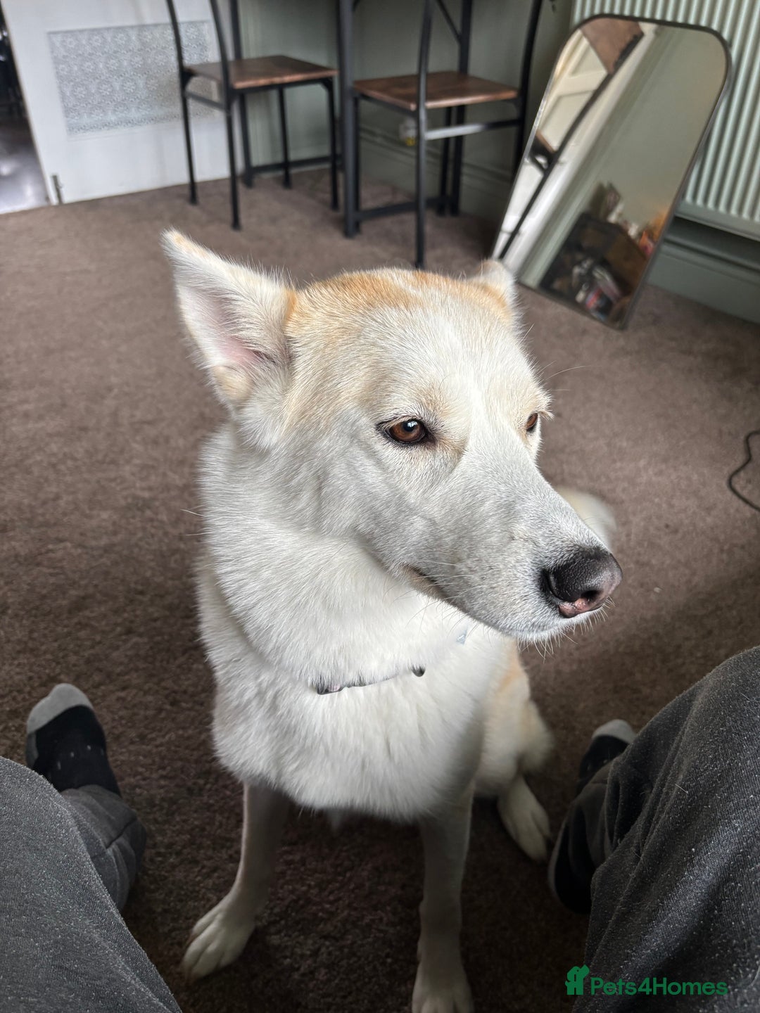 Mixed Breed dogs for sale: 2 year old Husky and 3 year old springer spaniel - Image 2