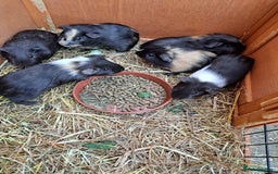 Guinea Pig rodents for sale: Baby guinea pigs - Image 2