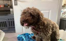 Cockapoo dogs for sale: 5 cockapoo puppies - Image 2