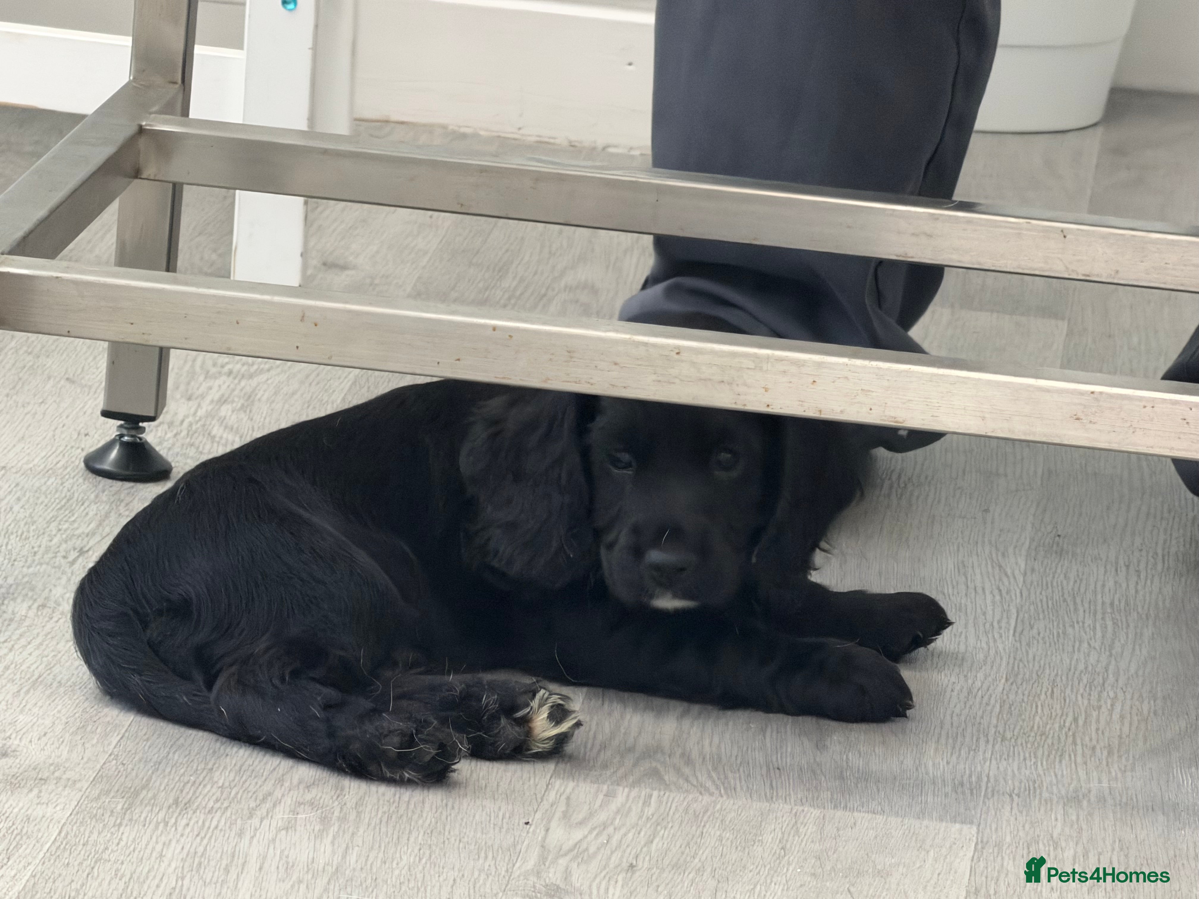Cocker Spaniel Puppy 1
