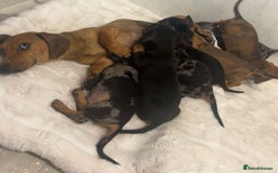 Dachshund dogs for sale: Adorable dachshund puppies ready for loving homes - Image 14