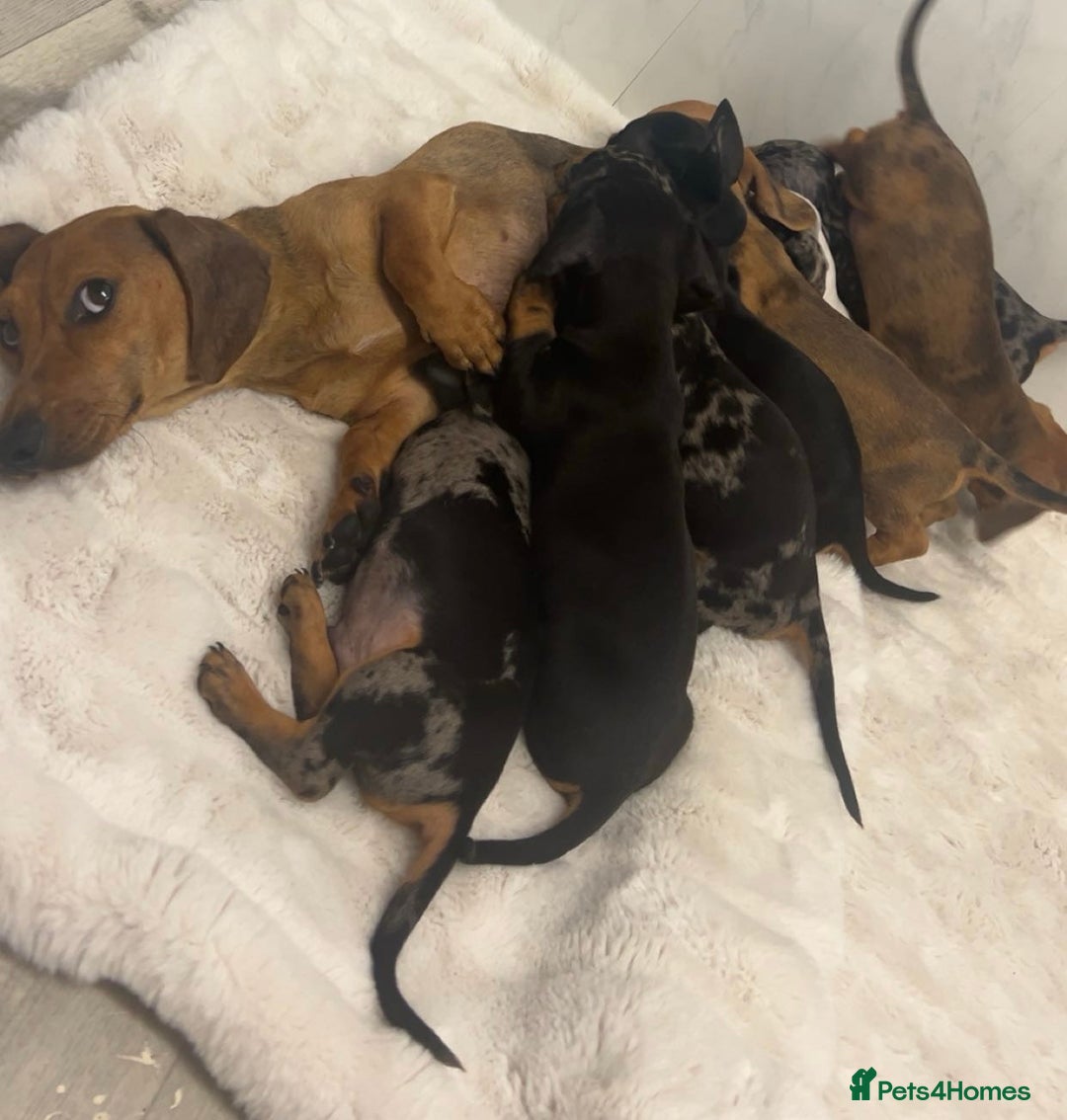 Dachshund dogs for sale: Adorable dachshund puppies ready for loving homes - Image 14