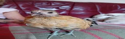 Chickens poultry for sale: Indoor Therapy Serama Hen -  Highly Tame - Advert 13