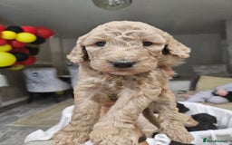 Standard Poodle dogs for sale: Stunning 5* Standard chunky poodle puppies 🐶  - Image 18
