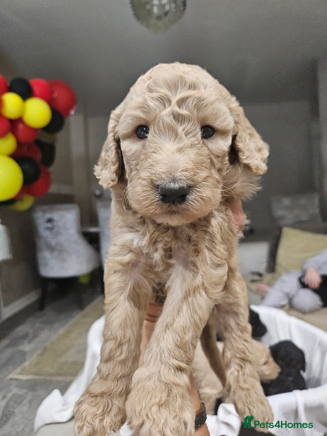 Standard Poodle dogs for sale: Stunning 5* Standard chunky poodle puppies 🐶  - Image 18