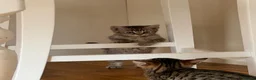 Bengal cats for sale: Beautiful Bengal x kittens  - Advert 31