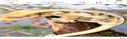 Gecko reptiles for sale: Crested gecko  in Stockton-on-Tees - Advert 1