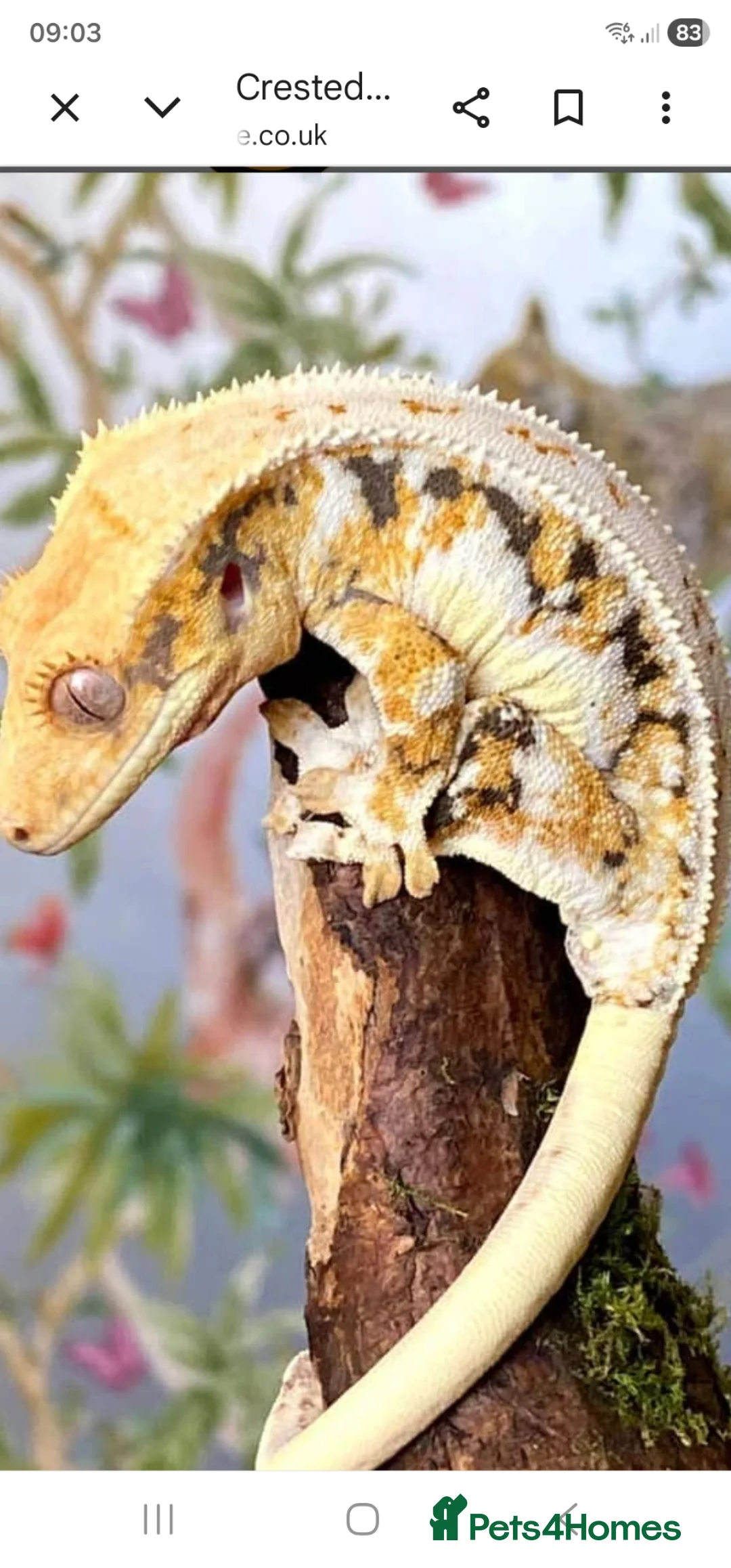 Gecko reptiles for sale: Crested gecko  in Stockton-on-Tees - Advert 1