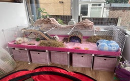 Guinea Pig rodents for sale: Two lovely boars with complete set up - Image 1