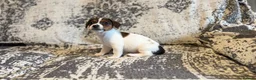 Jack Russell dogs for sale: Jack Russel puppies in Manchester - Advert 22