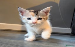 Maine Coon cats for sale: Maine coon  - Image 8