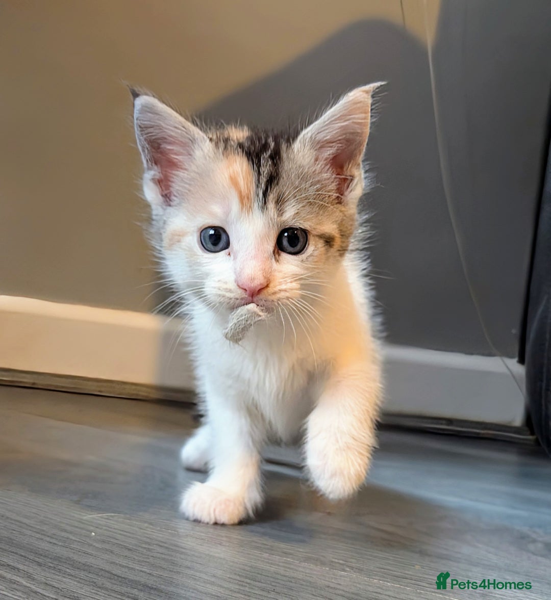 Maine Coon cats for sale: Maine coon  - Image 8
