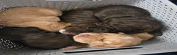 Cocker Spaniel dogs for sale: Beautiful proven cocker spaniels for sale - Advert 8