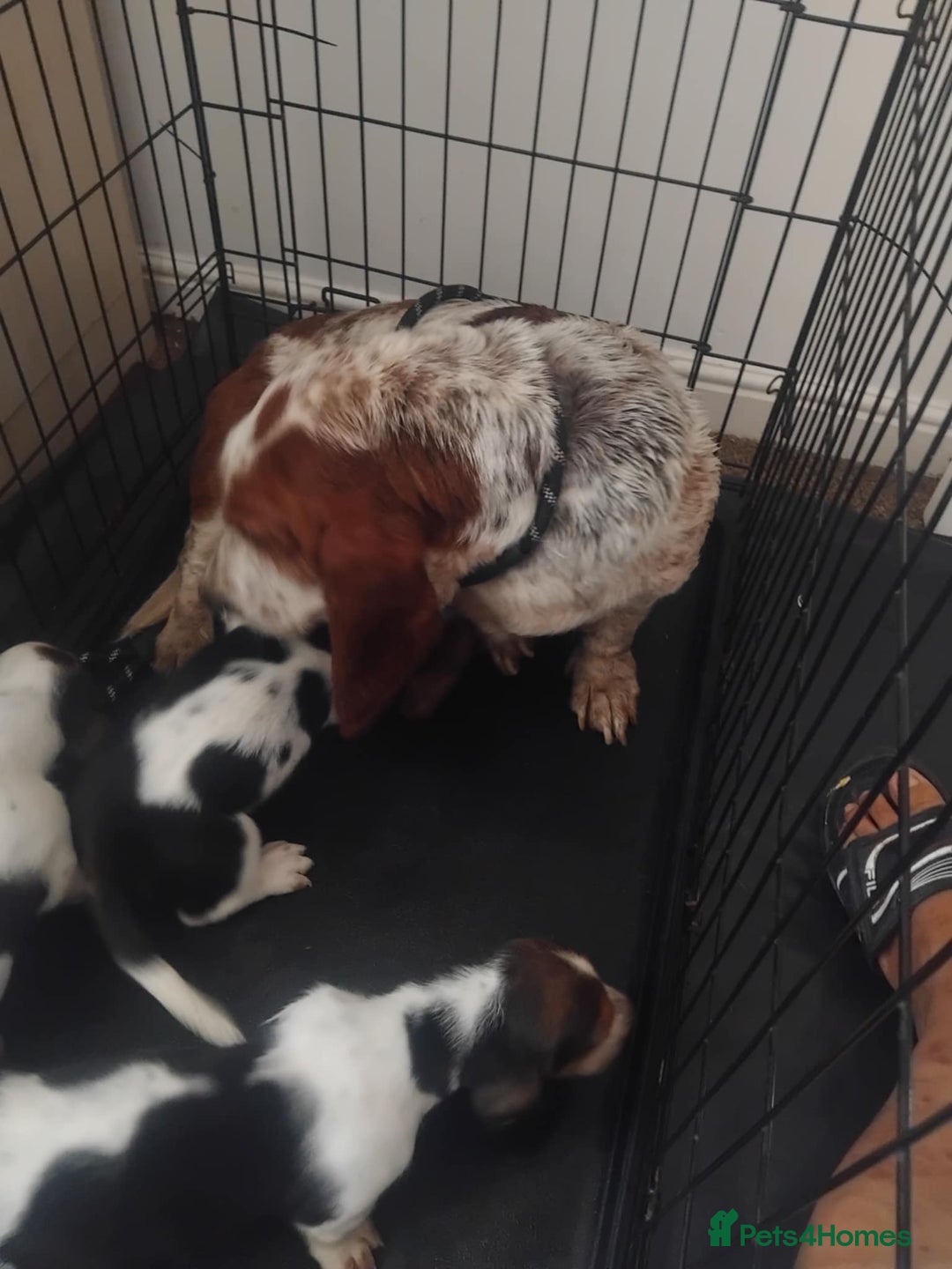 Basset Hound dogs for sale: Beautiful Basset Hound Boys - Image 6