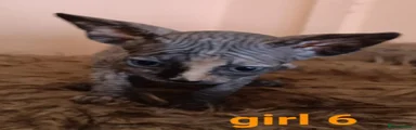 Sphynx 6
