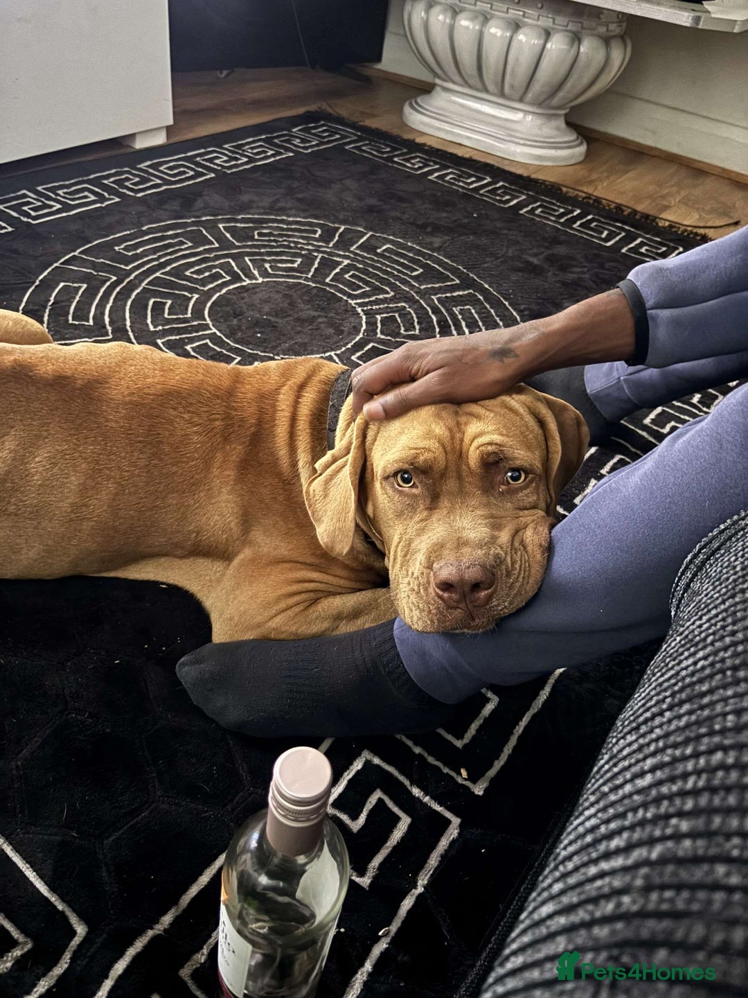 Bullmastiff dogs for stud: Dog For Sale  - Advert 5