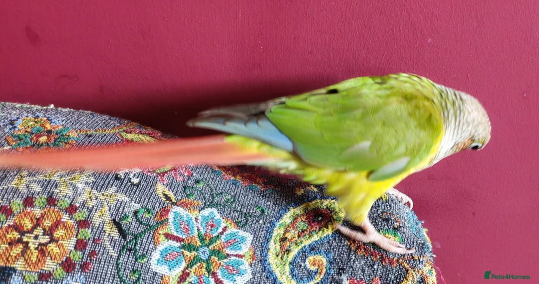 Conures birds for sale: Male Conure  in Norwich - Advert 2