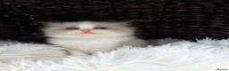 Ragdoll cats for sale: 4 European babies. Champion lines. Tica registered - Advert 15