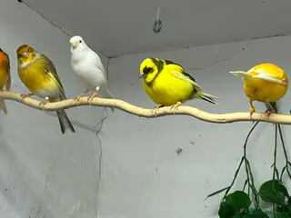 Canaries birds canaries - Advert 11