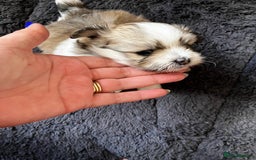 Mixed Breed dogs for sale: Pomeranian Puppies - £1,500 each - Image 6