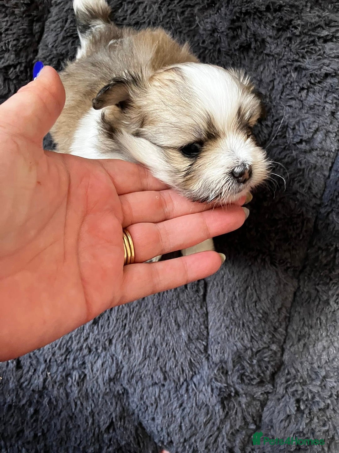 Mixed Breed dogs for sale: Pomeranian Puppies - £1,500 each - Image 6