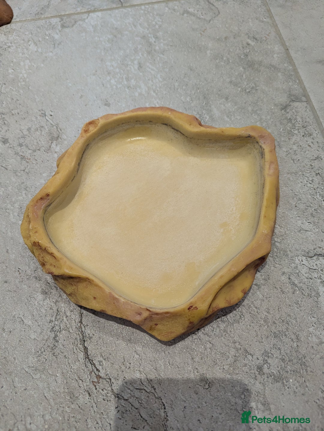 Corn Snake reptiles for sale: Male Corn Snake 2 Years - Image 4