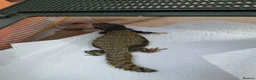 Lizard reptiles for sale: WANTED MALE UROMASTYXS  - Advert 4
