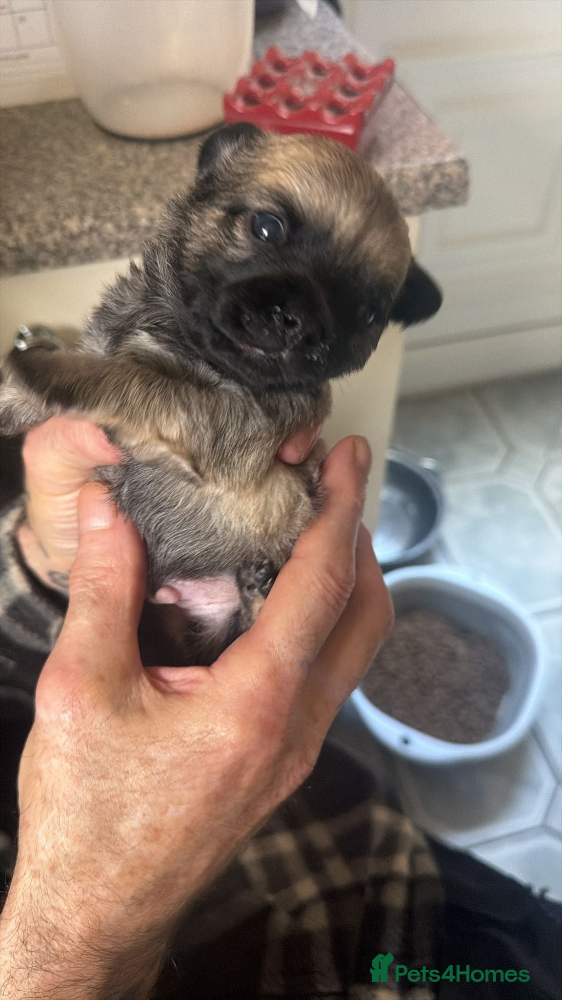 Chug dogs 4 adorable chug babies black /fawn - Advert 1