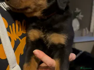 Rottweiler dogs 1 Rottweiler puppy girl - Advert 1