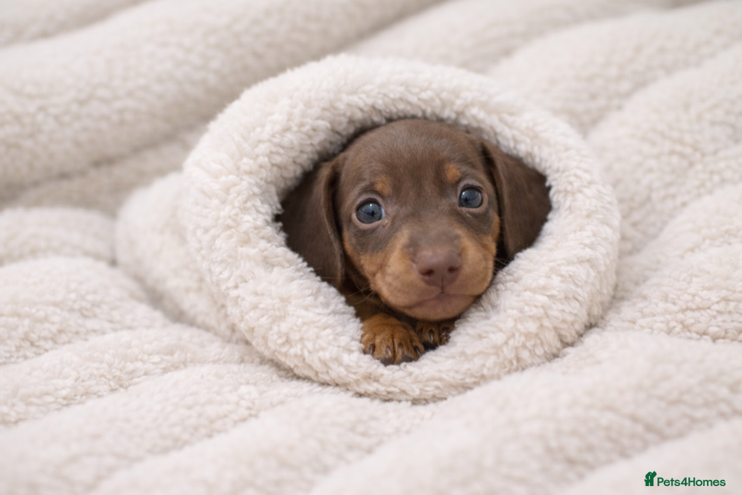 Miniature Dachshund dogs for sale: 💙𝐓𝐨𝐩 𝐛𝐥𝐨𝐨𝐝𝐥𝐢𝐧𝐞 𝐁𝐨𝐲𝐬 💙 - Advert 3